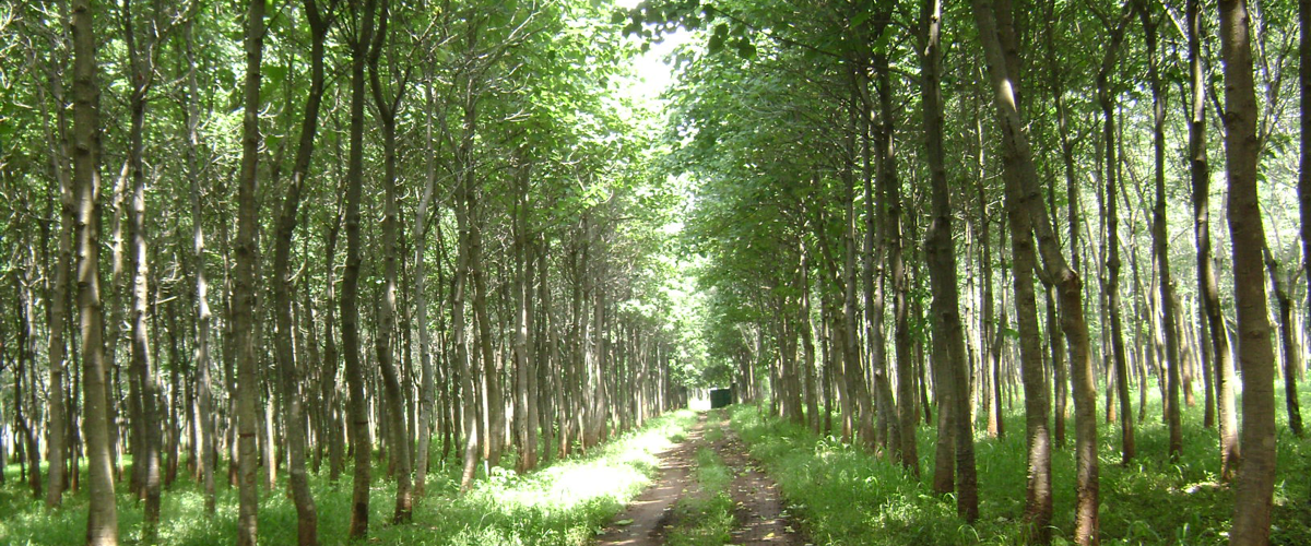 Green Logistic im Umzugsgewerbe